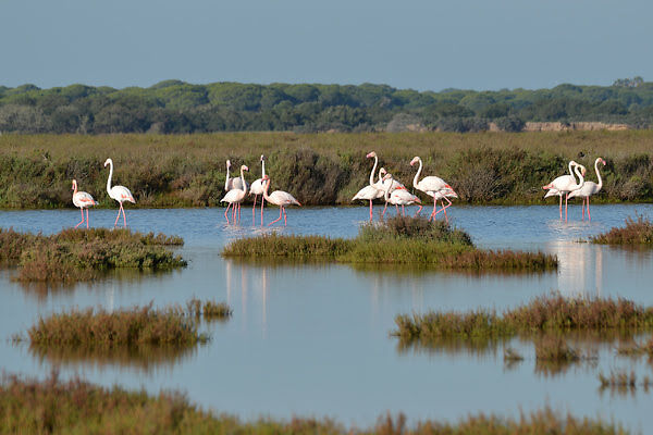 Imagen de Parque Natural de Doñana