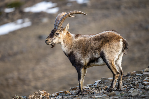Imagen de Parque Natural Sierra María - Los Vélez