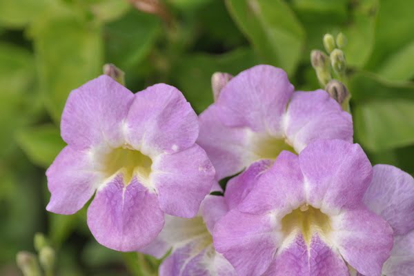 Imagen de Parque Periodista Tico Medina