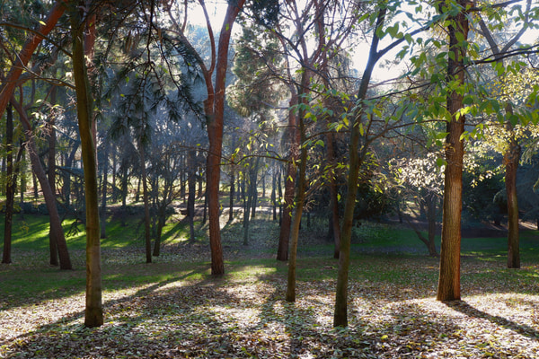 Imagen de Parque Quinta de los Molinos