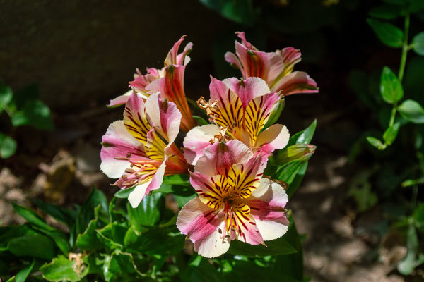 Imagen de Paseo de Larios