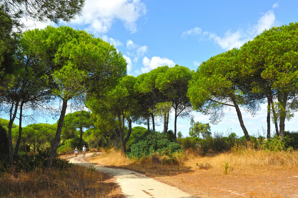 Imagen de Pinares de Cartaya