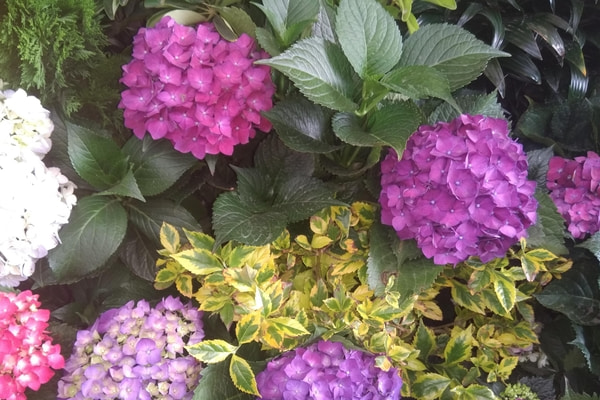 Imagen de Plaza de Castilla y León