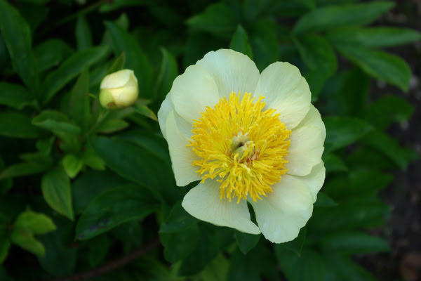 Imagen de Plaza de la Remonta