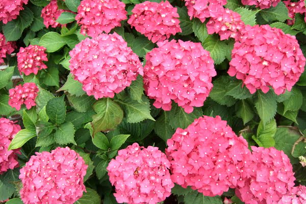 Imagen de Plaza de las Melies