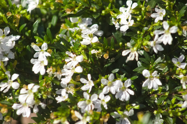 Imagen de Plaza de Quintana