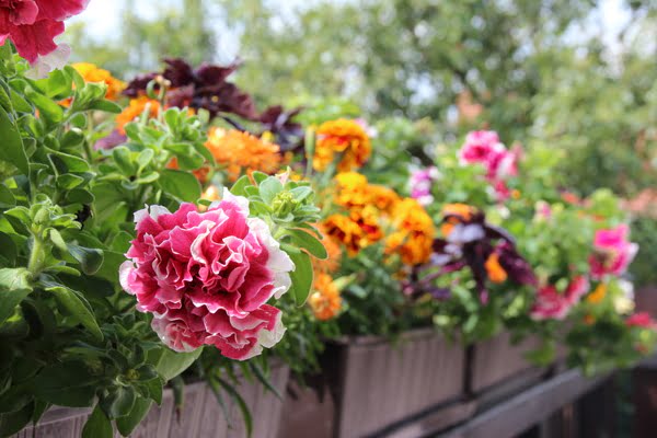 Imagen de Plaza del Ayuntamiento de Mazarrón