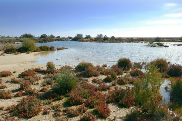 Imagen de Reserva Natural Punta Estinas - Sabinar