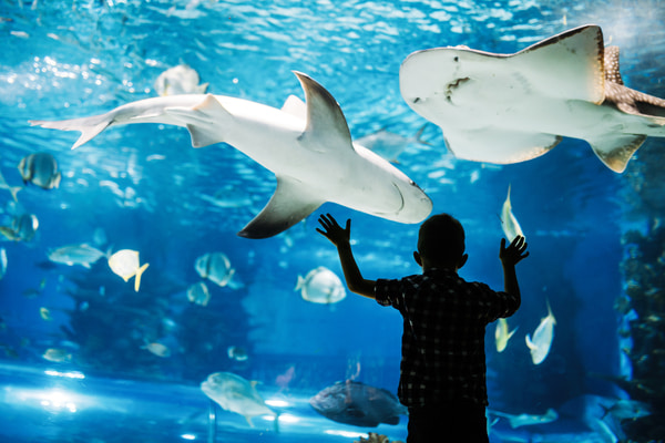Imagen de Shark Reef Aquarium