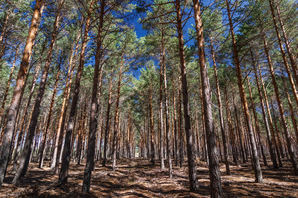 Imagen de Sierra de la Culebra