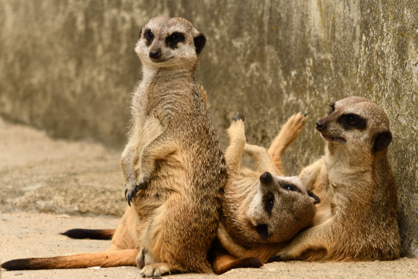 Imagen de Zoológico de Varsovia