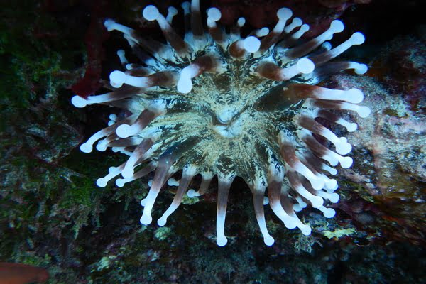 Imagen de Aquarium Lanzarote
