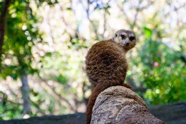 Imagen de Bioparc Fuengirola