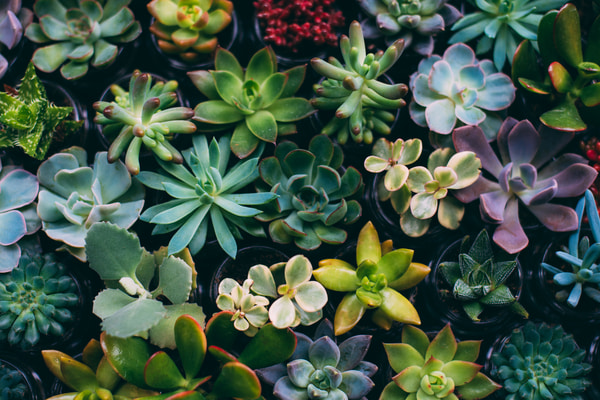 Imagen de Jardín Botánico El Arboreto