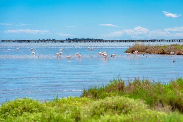 Imagen de Parque Natural del Delta del Ebro