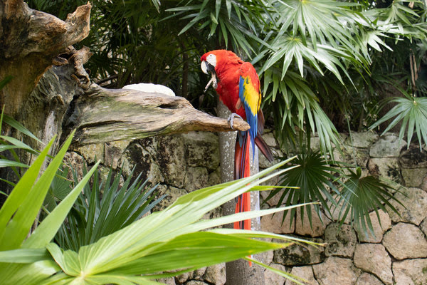 Imagen de Parque Ornitológico Loro Sexi
