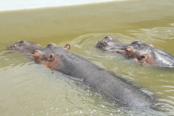 Imagen de Parque Zoológico de Córdoba