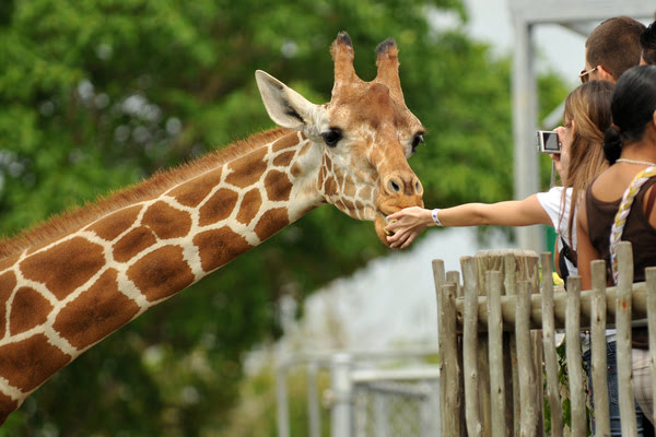 Imagen de Safari Zoo Sa Coma
