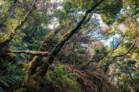 Imagen de Jungle Park