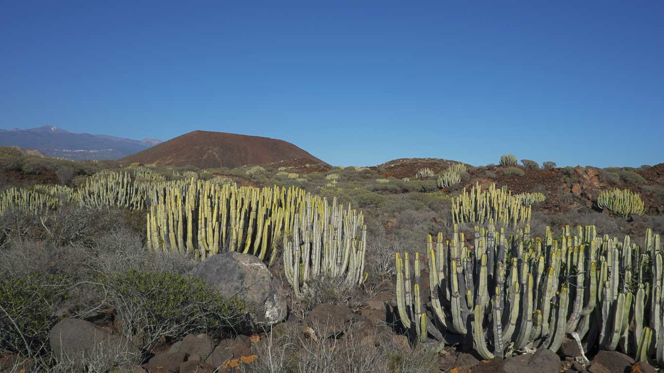 Imagen de Reserva Natural Especial del Malpaís de la Rasca