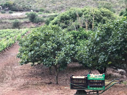 Casa Vista Montaña 1 habitación Sofá Cama incluido 1 Cama doble kitchenette del hotel Finca El Vergel Rural. Foto 6
