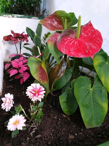 Apartamento de 1 dormitorio con vistas a la piscina del hotel Apartamentos Florida Gran Canaria. Foto 4