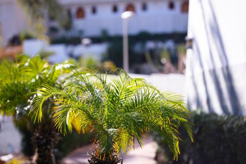 Apartamento de 1 dormitorio del hotel Jacarandas. Foto 38