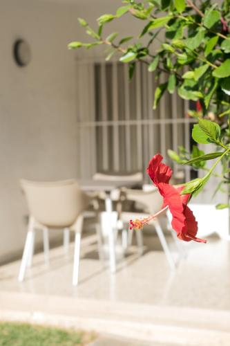 Bungalow - Beach Front del hotel Side Shore. Foto 19