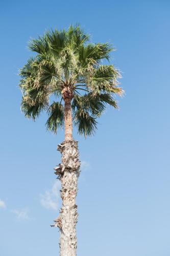 Bungalow - Beach Front del hotel Side Shore. Foto 25