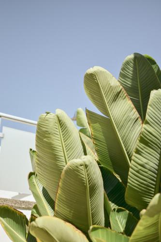 Bungalow - Beach Front del hotel Side Shore. Foto 68