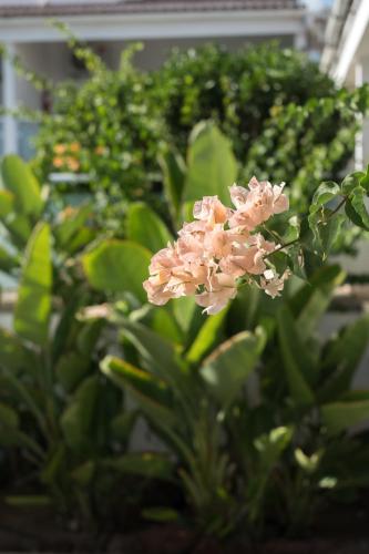 Bungalow frente a la playa del hotel Side Shore. Foto 17