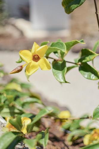 Bungalow frente a la playa del hotel Side Shore. Foto 23