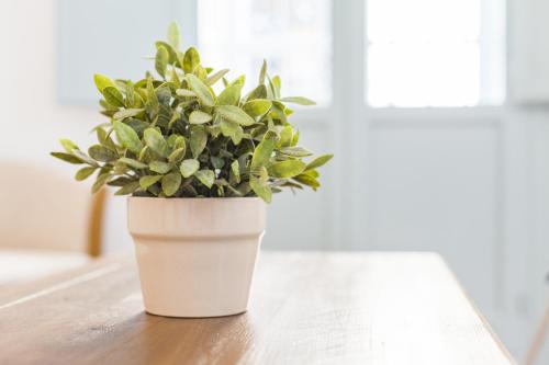 Apartamento Estándar de 1 dormitorio del hotel Apartamentos Suites Santa Cruz. Foto 15