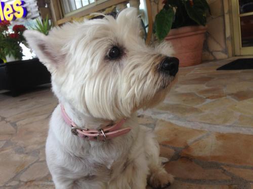 Apartamento del hotel Nicole Los Gigantes. Foto 59