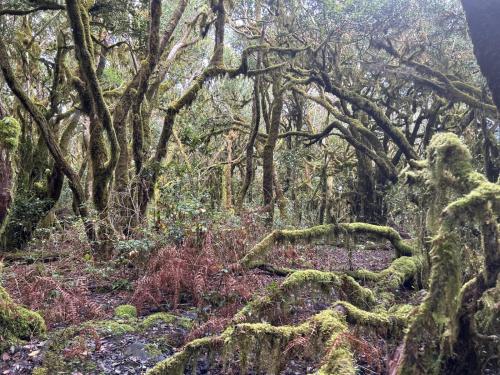 Habitación Doble Superior del hotel Jardin Las Hayas. Foto 29