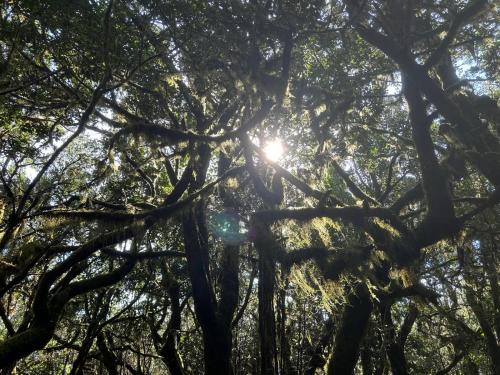 Habitación Doble Superior del hotel Jardin Las Hayas. Foto 31