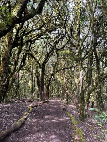 Habitación Doble Superior del hotel Jardin Las Hayas. Foto 32