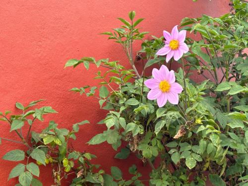 Habitación Doble Superior del hotel Jardin Las Hayas. Foto 36