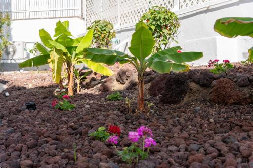 Apartamento Estudio del hotel Los Caribes 2. Foto 42