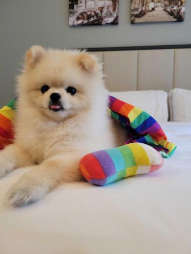 Habitación Estándar del hotel Citadines Connect Fifth Avenue New York. Foto 2