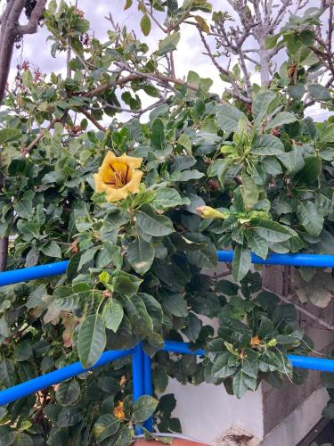 Standard Studio del hotel Villa Marina Apartamentos y Habitaciones. Foto 24