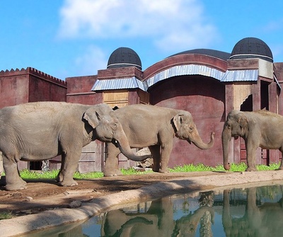 Polynesian Vista Pradera de Elefantes - ULTRA TI del hotel Magic Natura Animal, Waterpark & Polynesian Lodge Resort. Foto 3