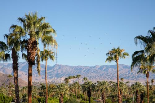 Mountain View 1 King del hotel The Saguaro Palm Springs. Foto 4