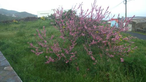 Casa con 1 dormitorio del hotel Casas Rurales Herreñas. Foto 20