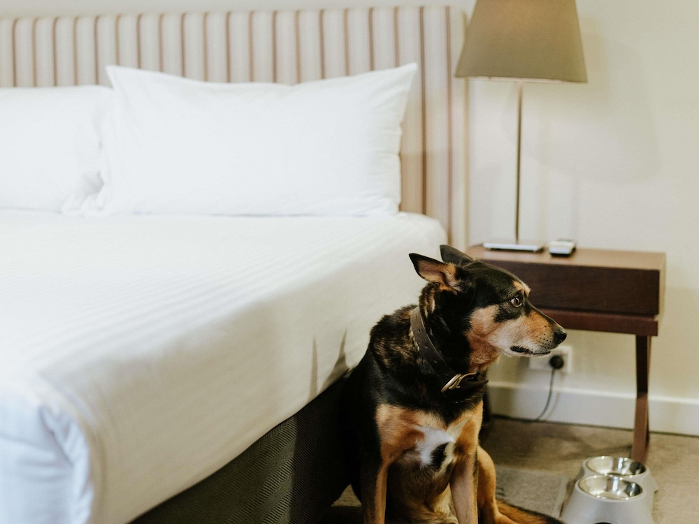 Habitación de hotel apta para mascotas del hotel Peppers Craigieburn