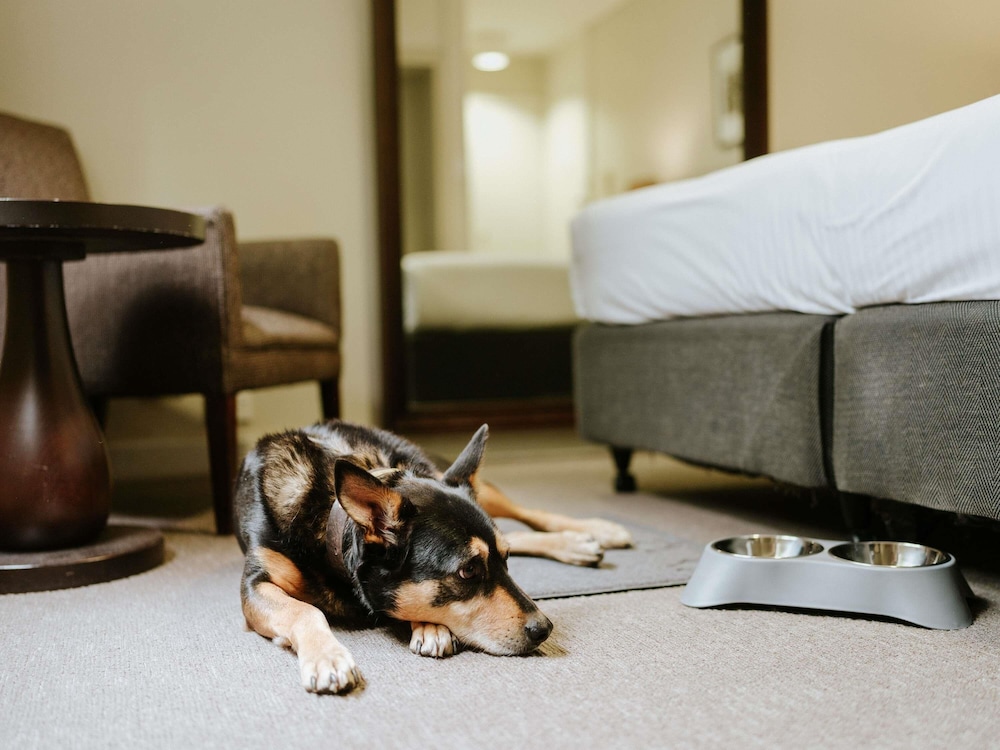 Habitación de hotel apta para mascotas del hotel Peppers Craigieburn. Foto 1