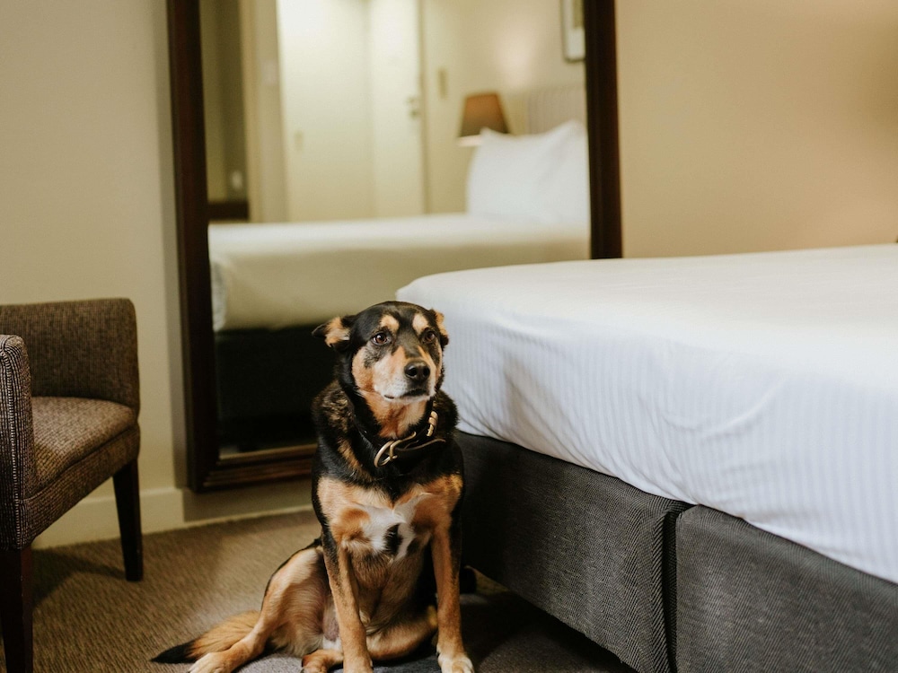 Habitación de hotel apta para mascotas del hotel Peppers Craigieburn. Foto 4
