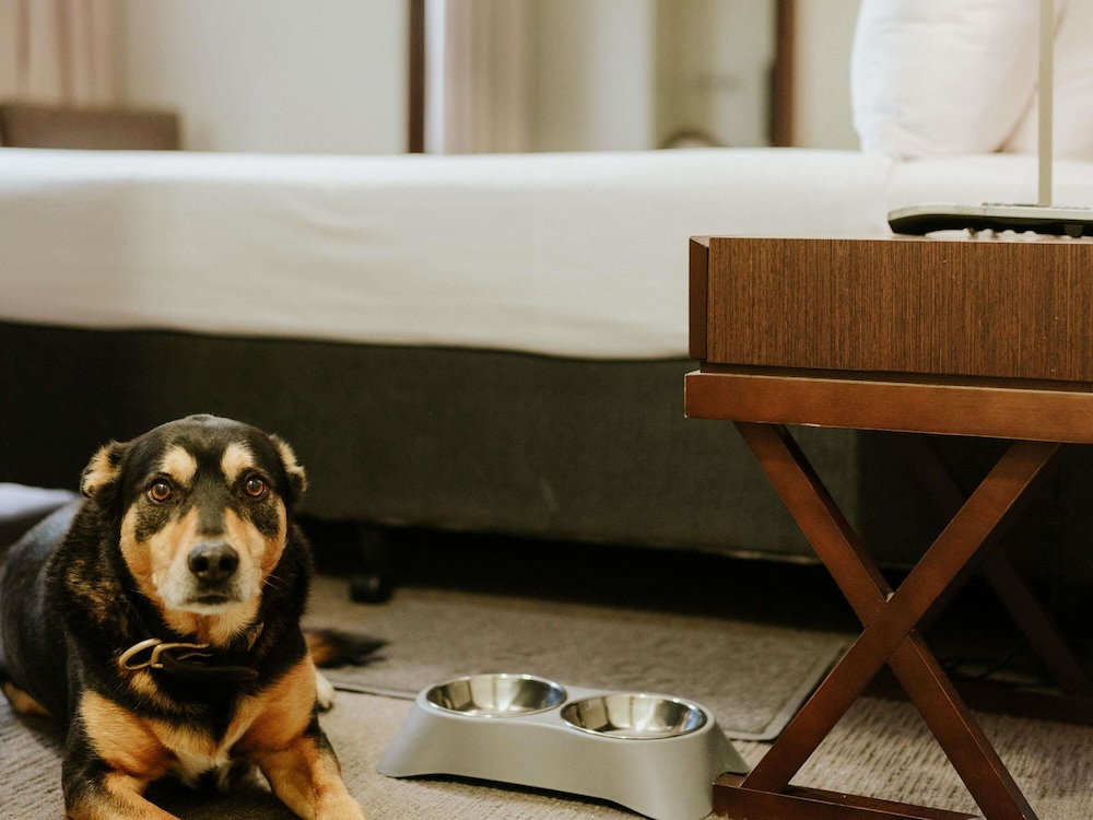Habitación de hotel apta para mascotas del hotel Peppers Craigieburn. Foto 5