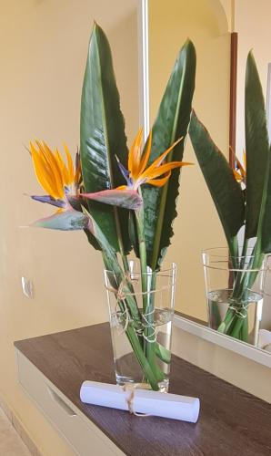 Apartamento de 1 dormitorio con vistas a la piscina del hotel Apartamentos Strelitzias. Foto 20