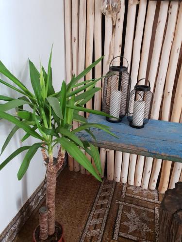 Suite 1 Cama doble del hotel Cactus Host. Foto 1